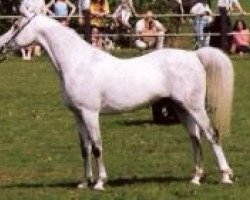 stallion El Thay Kayed EAO (Arabian thoroughbred, 1985, from Ansata Halim Shah ox)