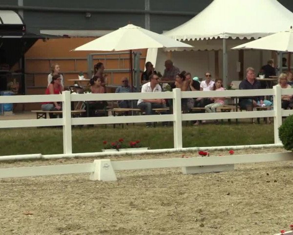 Stuten- und Fohlenschau Bedburg 2017