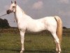 broodmare 19 Kayed EAO (Arabian thoroughbred, 1971, from Kayed 1966 EAO)