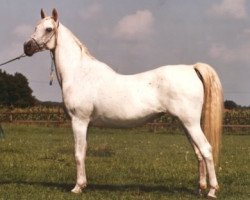 broodmare 19 Kayed EAO (Arabian thoroughbred, 1971, from Kayed 1966 EAO)