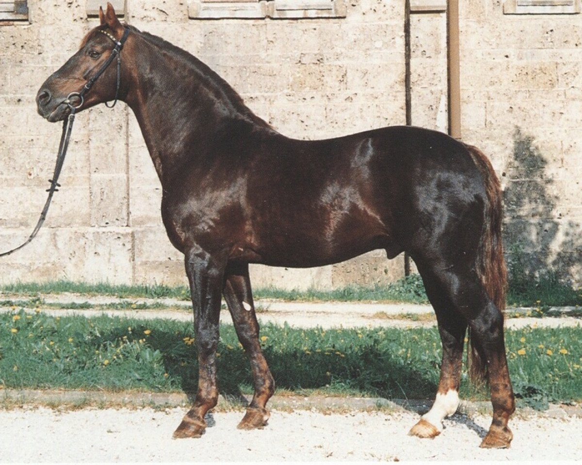 Deckhengst Marduk (Westfale, 1973, von Martini)