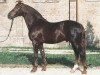 stallion Marduk (Westphalian, 1973, from Martini)