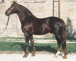 stallion Marduk (Westphalian, 1973, from Martini)