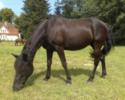 Pferd Lilly Marleen (Tennessee-Walking-Horse, 1992, von Judith's Pride)