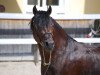 Dressurpferd Akazienhof Jamie (Welsh-Cob (Sek. C), 2006, von Quadriga's Good)