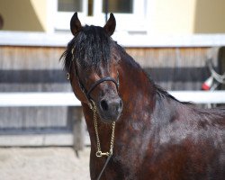 Dressurpferd Akazienhof Jamie (Welsh-Cob (Sek. C), 2006, von Quadriga's Good)