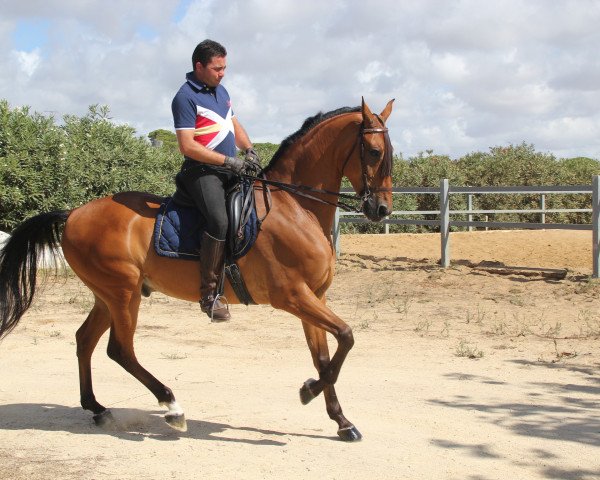 Pferd REBUJITO (Andalusier, 2006)