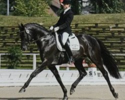 stallion Epernay (Trakehner, 1999, from Buddenbrock)