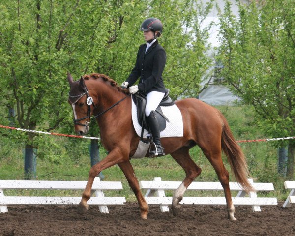 dressage horse Daddy Dreams On (German Riding Pony, 2010, from FS Daddy Cool)