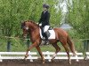 Dressurpferd Daddy Dreams On (Deutsches Reitpony, 2010, von FS Daddy Cool)