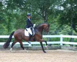 dressage horse Fina K (Oldenburg, 2010, from Fürst Fugger)