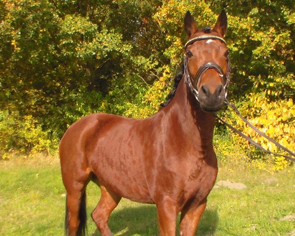 jumper Madeleine 44 (German Riding Pony, 2003, from Mentos)