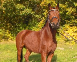 Springpferd Madeleine 44 (Deutsches Reitpony, 2003, von Mentos)