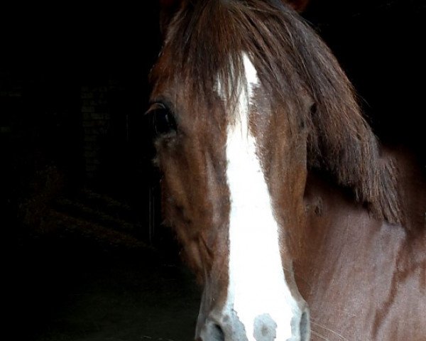 broodmare Piaf (German Riding Pony, 1998, from Principal's Ass)