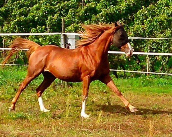 horse Tolliny xx (Thoroughbred, 2004, from Desert Prince xx)