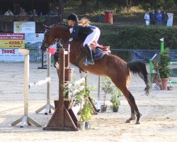 jumper Cosinella (Hanoverian, 2006, from Concetto)