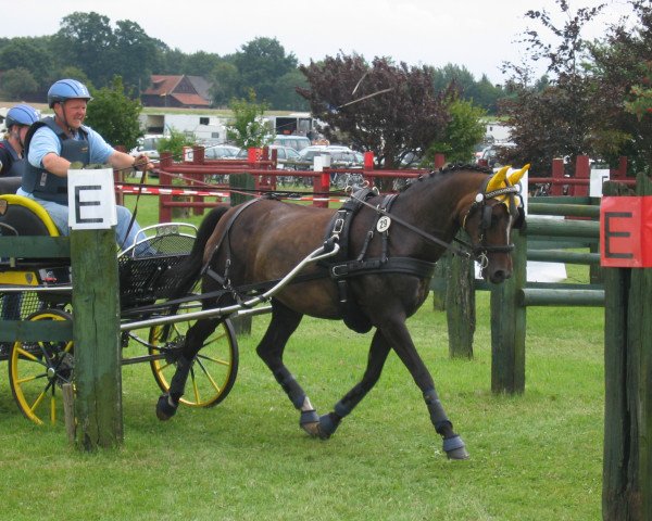 broodmare Belissima (German Riding Pony, 1993, from Burstye Orpheus)