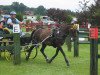 broodmare Belissima (German Riding Pony, 1993, from Burstye Orpheus)