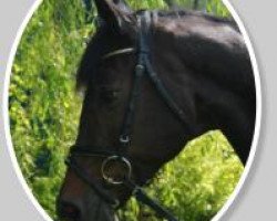 broodmare Bel Air (Trakehner, 1993, from Kennedy)