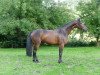 dressage horse Bosse (Hanoverian, 2011, from Bonifatius)