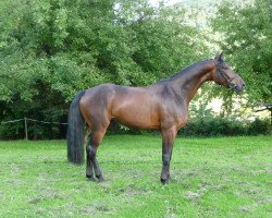 dressage horse Bosse (Hanoverian, 2011, from Bonifatius)