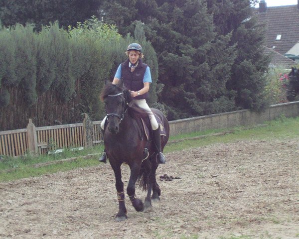 Pferd Hendrik (Friese, 2014, von Tsjerk 328)