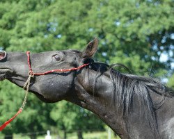 stallion Ibn Layalia EAO (Arabian thoroughbred, 1994, from Thee Desperado 1989 EAO)