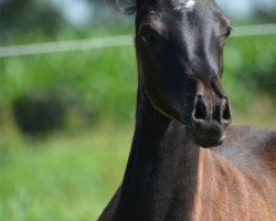 broodmare G.S. Dalima Sheila ox (Arabian thoroughbred, 2014, from Ibn Layalia EAO)