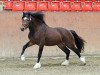 Springpferd Kostal Braveheart (Welsh-Cob (Sek. D), 2009, von Cockmoor Brenin Ebrill)