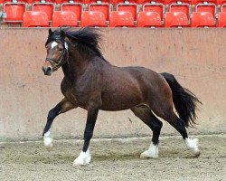 jumper Kostal Braveheart (Welsh-Cob (Sek. D), 2009, from Cockmoor Brenin Ebrill)