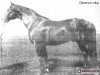 stallion Decorum (Polish Warmblood, 1950, from Pyrrhus 1187)