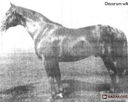 stallion Decorum (Polish Warmblood, 1950, from Pyrrhus 1187)