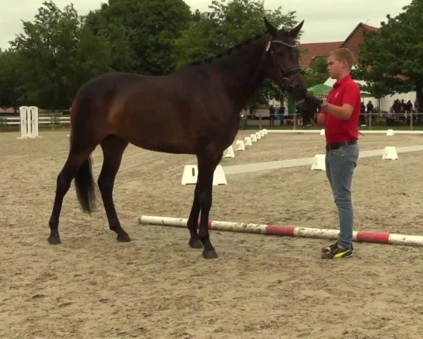 Stuten- und Fohlenschau Espelkamp 2017