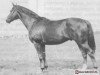 stallion Borneo (Polish Warmblood, 1956, from Decorum)