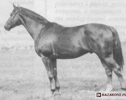 Deckhengst Borneo (Polnisches Warmblut, 1956, von Decorum)