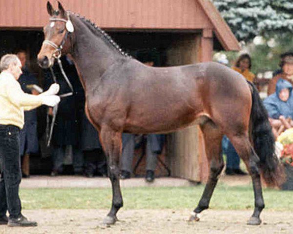 horse Weizenjunge (Hanoverian, 1998, from Weltmeyer)