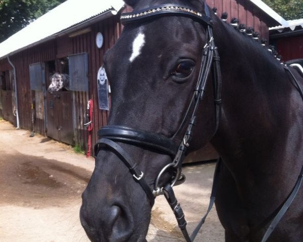 dressage horse Di Baggio 3 (Hanoverian, 2001, from Dacaprio)