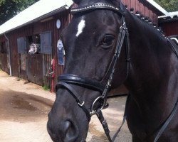 dressage horse Di Baggio 3 (Hanoverian, 2001, from Dacaprio)