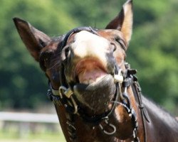 Pferd Casanova 325 (Trakehner, 2001, von Finley M)