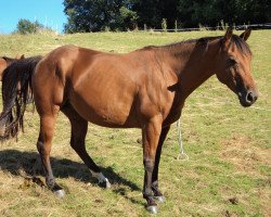 Pferd Shining Starlight (Quarter Horse, 2006, von Grays Jay)