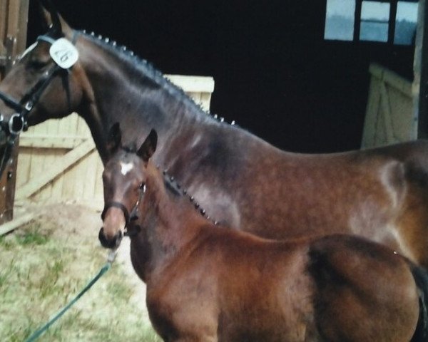 broodmare Bali (German Sport Horse, 2005, from Harmony's Baroncelli)