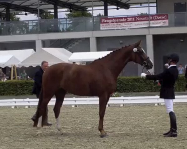 broodmare Rawenna 6 (German Sport Horse, 2007, from Relius)