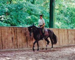 horse Farlow (Saxony-Anhaltiner, 2002, from Friendship)