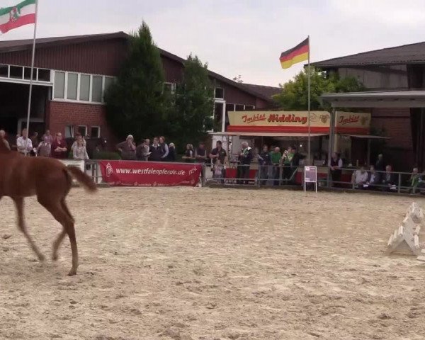Stuten- und Fohlenschau Münster-Albachten 2017