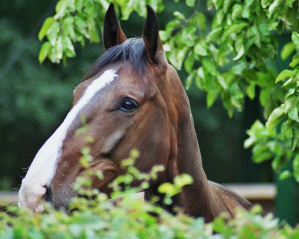 broodmare Quaida (Saxony-Anhaltiner, 2002, from Quintero)