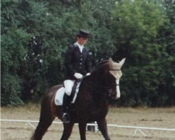 Zuchtstute Jade (Welsh Pony (Sek.B), 1984, von Jupiter II)