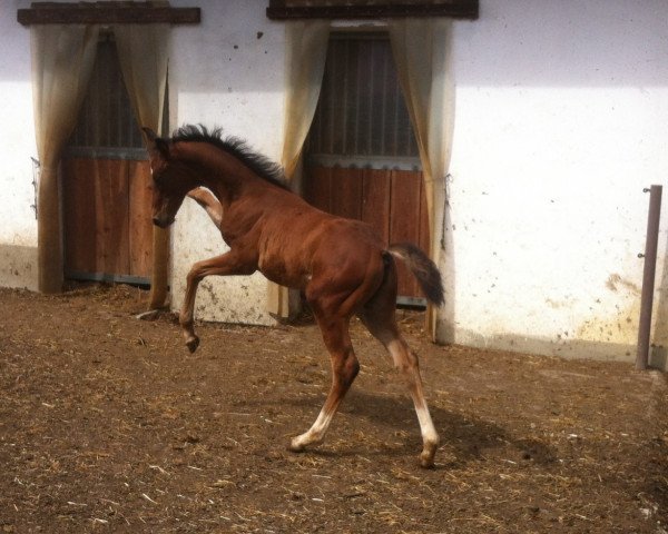 Dressurpferd Fairy Princes (Österreichisches Warmblut, 2014, von Fantastic)