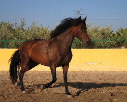 broodmare RESALADA III With very good pedigree (Pura Raza Espanola (PRE), 2006)