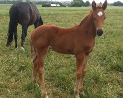 broodmare BS Placitta Domina (Danish Warmblood, 2014, from Placido Domingo)