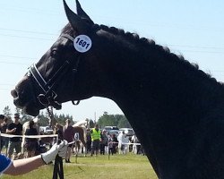 Pferd BS Laschano (Arabisches Halbblut / Partbred, 2012, von Schani)